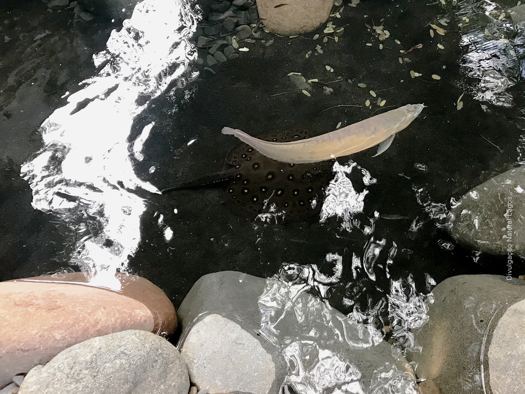 Casa Cor SP 2018: Lago Negro é destaque brasileiro! Casa Cor SP 2018: Lago Negro é destaque brasileiro!