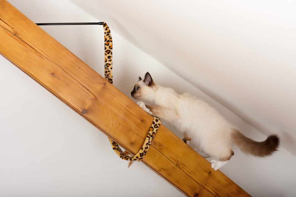 Móveis para Pets - Decoração para animais de estimação! Móveis para Pets - Decoração para animais de estimação!