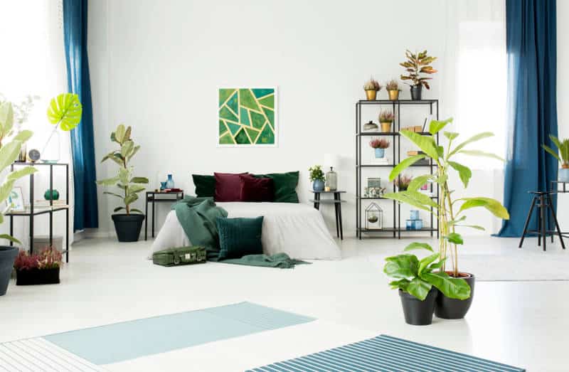 5 Dicas de Decoração com Plantas para Transformar Seu Ambiente! 5 Dicas de Decoração com Plantas para Transformar Seu Ambiente!