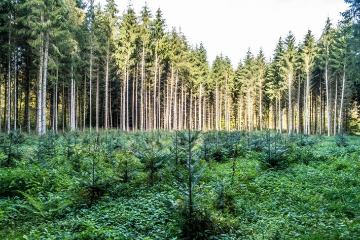 Como usar madeira de demolição? Descubra! Como usar madeira de demolição? Descubra!