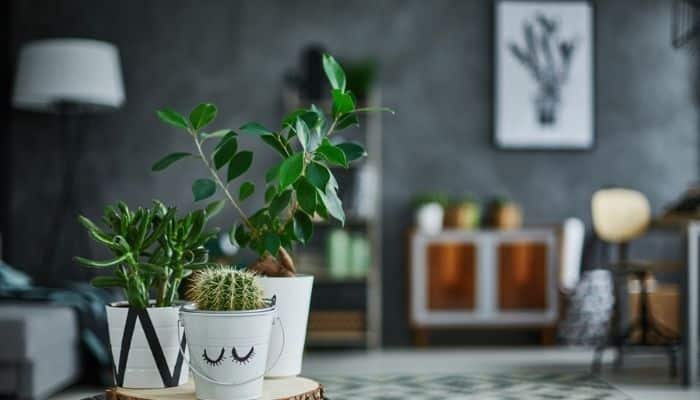 7 Plantas para Apartamento: Dicas de Plantas Fáceis de Cuidar!