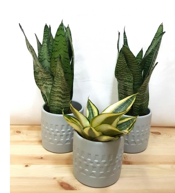 Plantas para Ar-Condicionado - As 6 melhores para ambientes climatizados!