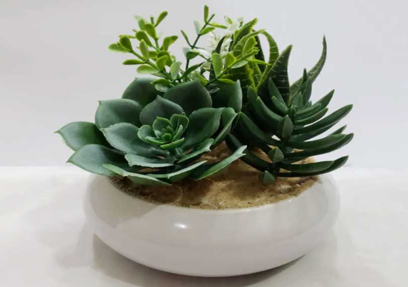 Vaso para Suculentas - Veja como cultivar suculentas em vasos! 1 Vaso para Suculentas - Veja como cultivar suculentas em vasos!