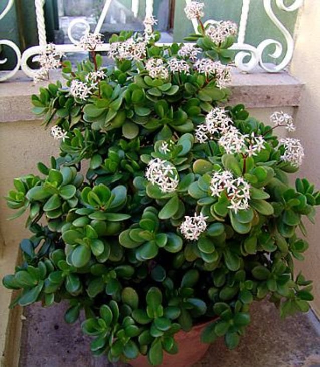 crassula ovata