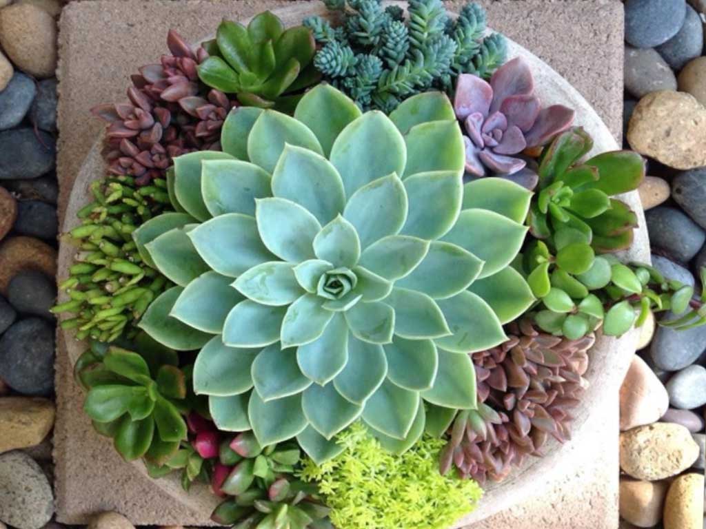 Suculentas de Meia Sombra - 8 plantas para ficar dentro de casa!