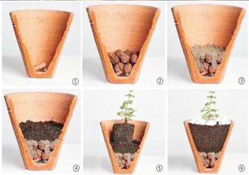 Vaso para Suculentas - Veja como cultivar suculentas em vasos! Vaso para Suculentas - Veja como cultivar suculentas em vasos!