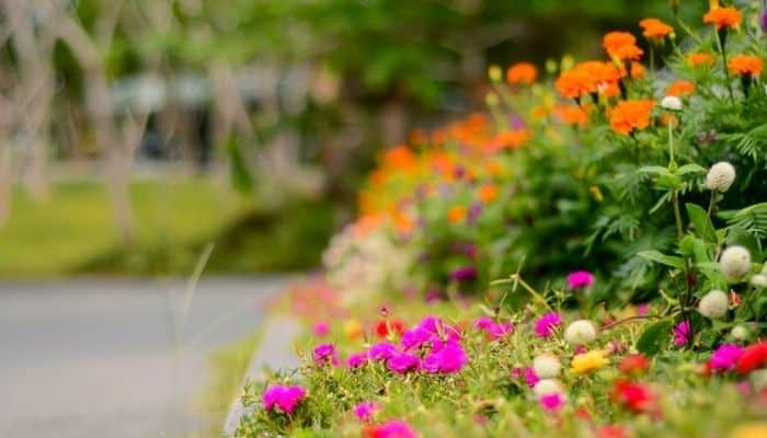Dicas de Jardinagem - Como deixar seu jardim sempre bonito!