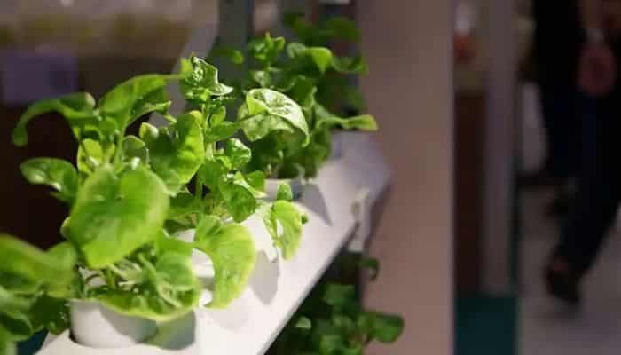 Horta Hidropônica - Como cultivar uma horta em casa! 2 Horta Hidropônica - Como cultivar uma horta em casa!