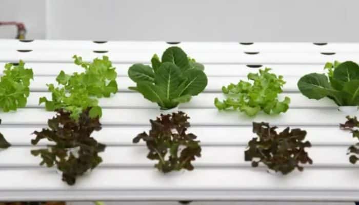 Horta Hidropônica - Como cultivar uma horta em casa!