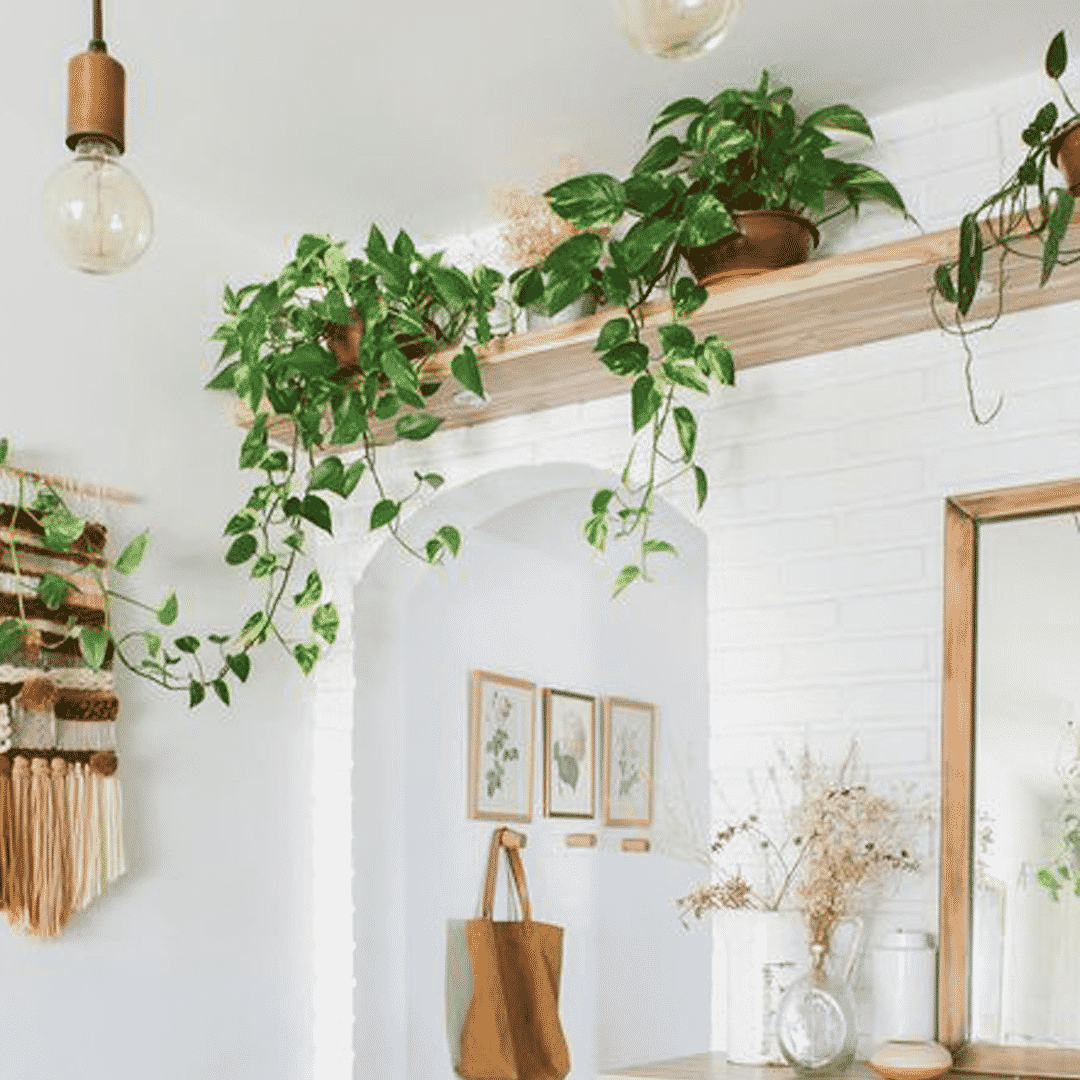 Plantas e flores que ajudam a umidade