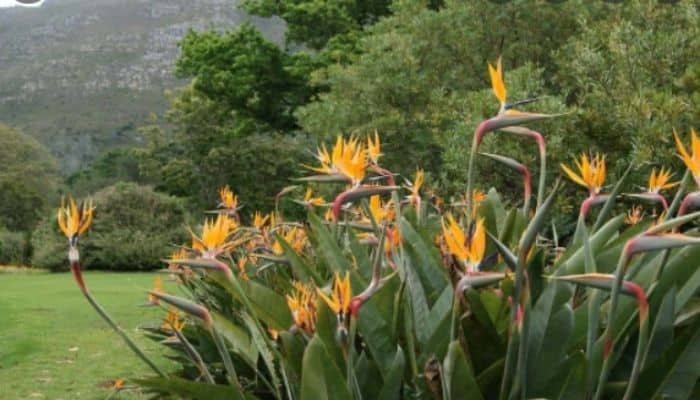 Strelitzia - A flor do momento na Jardinagem!