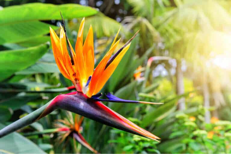 Strelitzia - A flor do momento na Jardinagem!