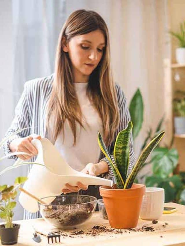 5 Dicas de Decoração com Plantas para Transformar Seu Ambiente! 3 plantas-de-interior-tendencia-2022-Sansevieria