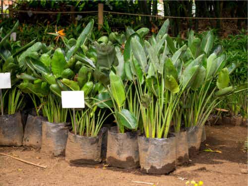 Strelitzia - A flor do momento na Jardinagem!