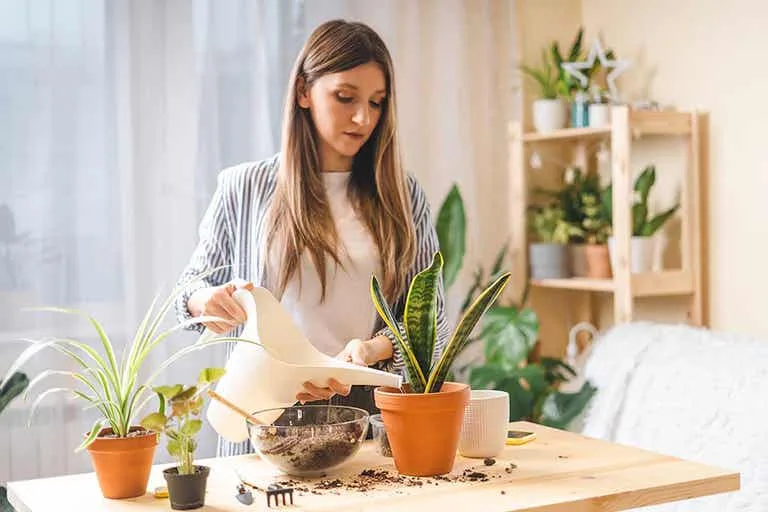 Cuidados com vasos de plantas em ambiente interno Pessoa cuidando de plantas em vasos sobre uma mesa próxima a uma janela