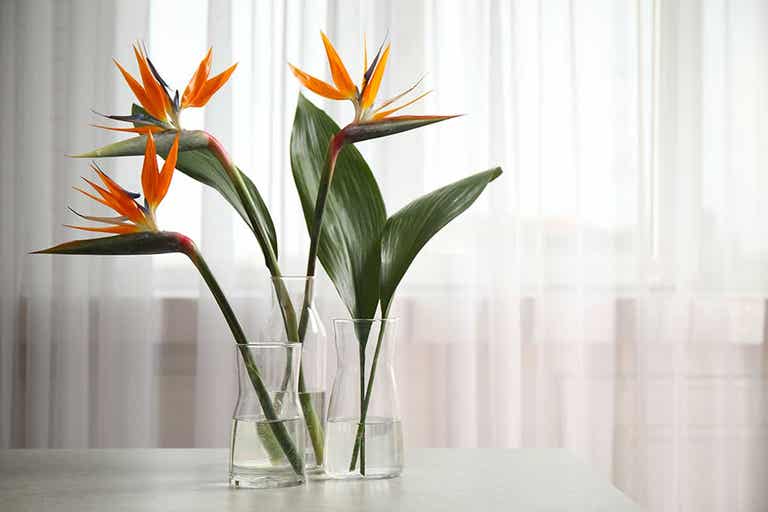 plantas-de-interior-tendencia-2022-ave-paraiso
