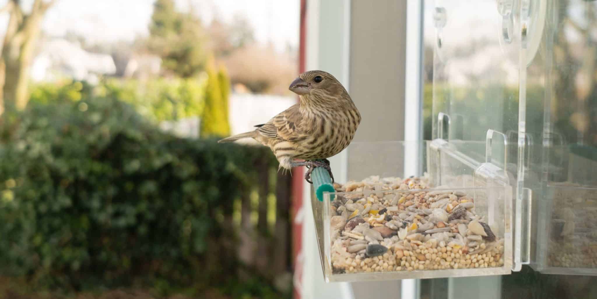 Passarinho de Jardim - Confira como atrair os pássaros!