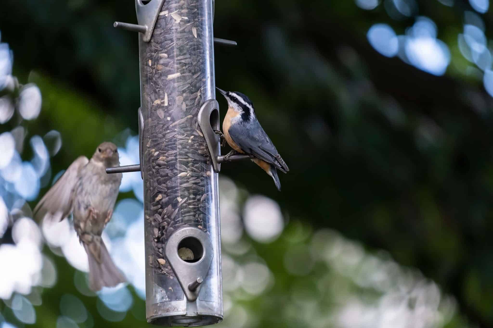 Passarinho de Jardim - Confira como atrair os pássaros!