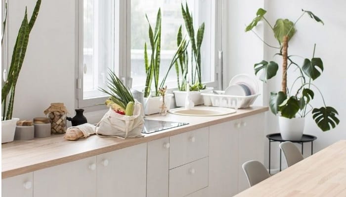 5 Dicas de Decoração com Plantas para Transformar Seu Ambiente! 5 Dicas de Decoração com Plantas para Transformar Seu Ambiente!