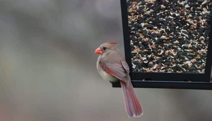 Passarinho de Jardim - Confira como atrair os pássaros!