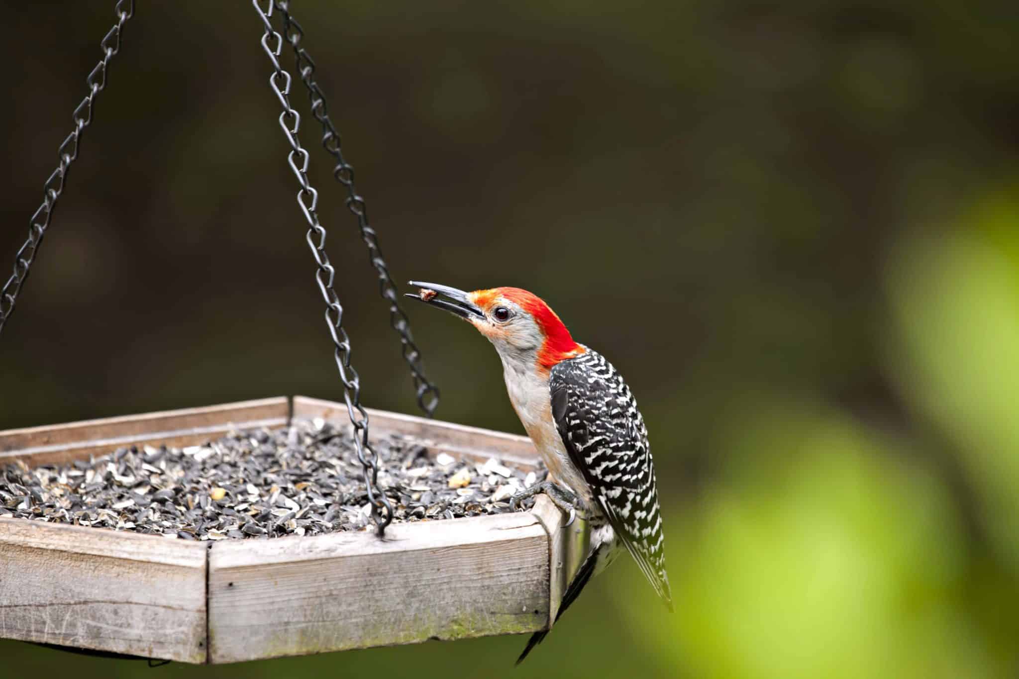 Passarinho de Jardim - Confira como atrair os pássaros!