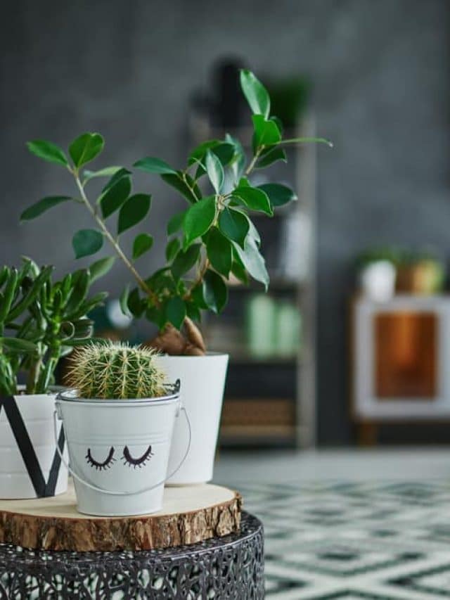 Plantas de interior. ¿Cuáles son mejores para decorar?