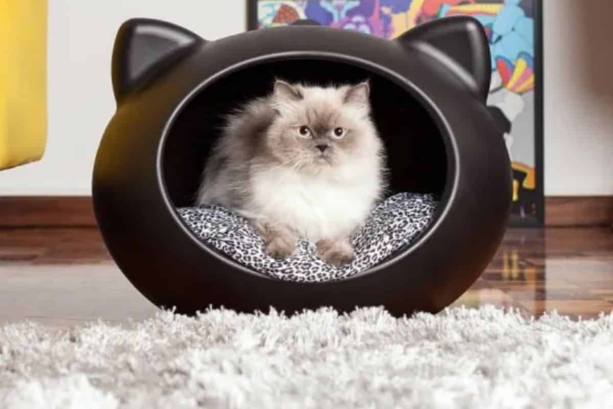 Animais de Estimação - Móveis para gatos e cachorros! 4 dia mundial do gato