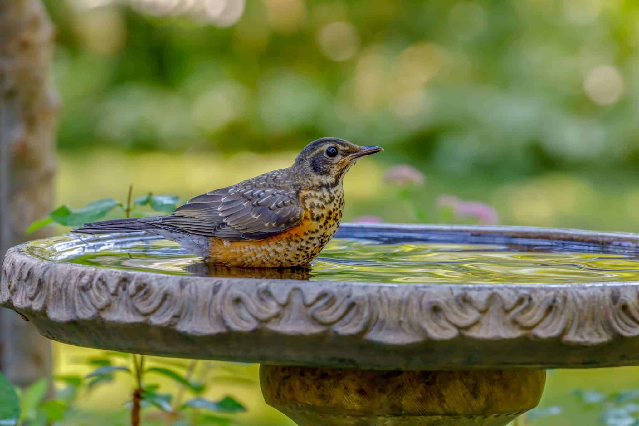 Passarinho de Jardim - Confira como atrair os pássaros!