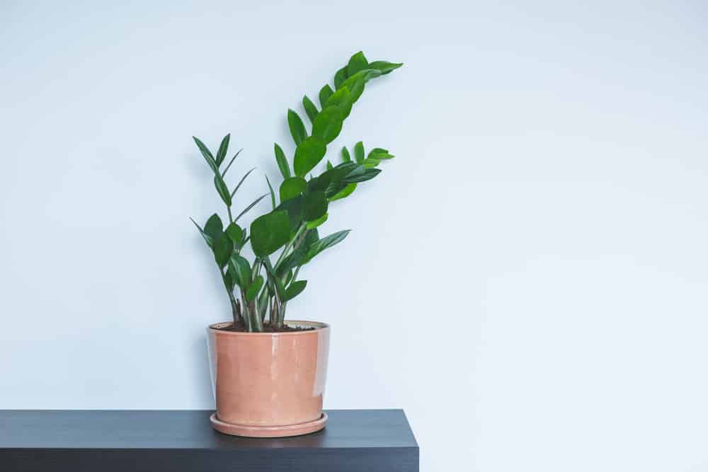 Decorando com Plantas - 10 dicas para decoração de interiores com plantas