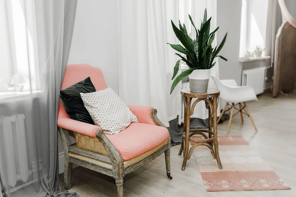 Espada-de-são-jorge em vaso usada na decoração de ambiente residencial