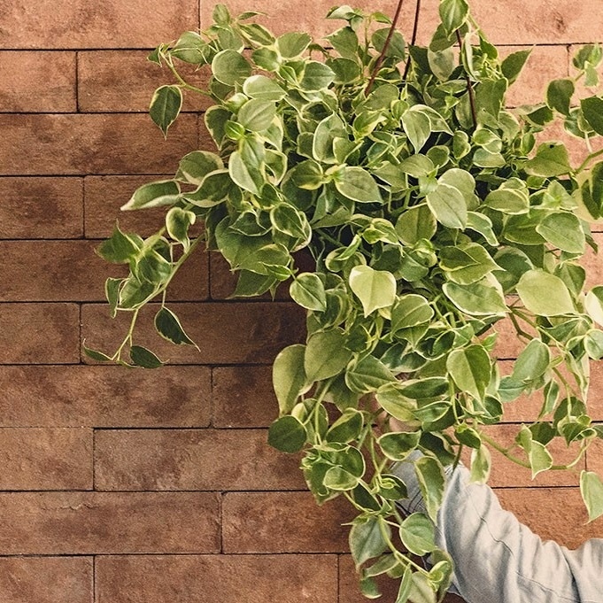 Ar Condicionado - As 6 melhores plantas para ambientes climatizados! 1 Ar Condicionado - As 6 melhores plantas para ambientes climatizados!