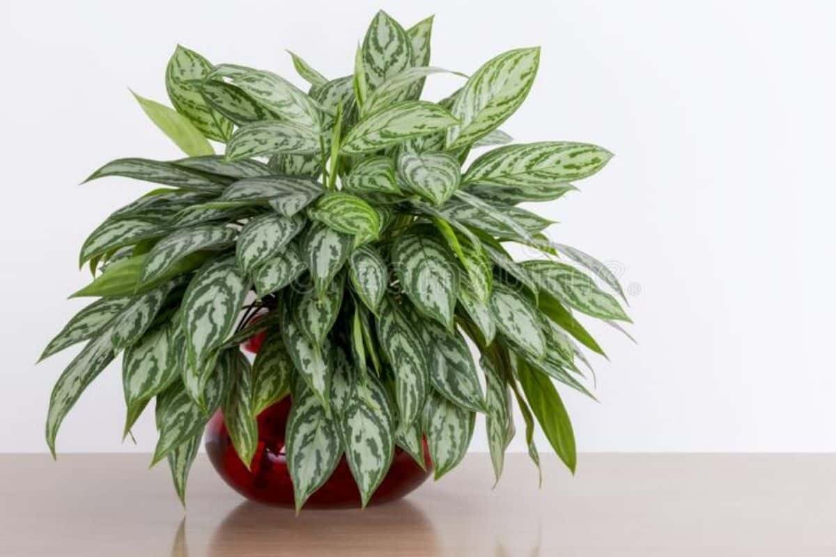 Plantas pendentes: 10 espécies para ter em casa, Paisagismo