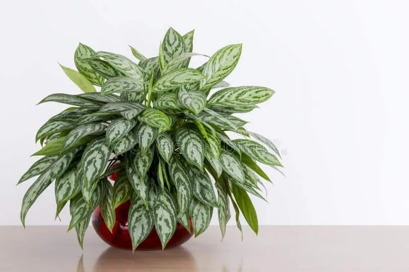 Aglaonema com folhagem verde e prateada cultivada em vaso