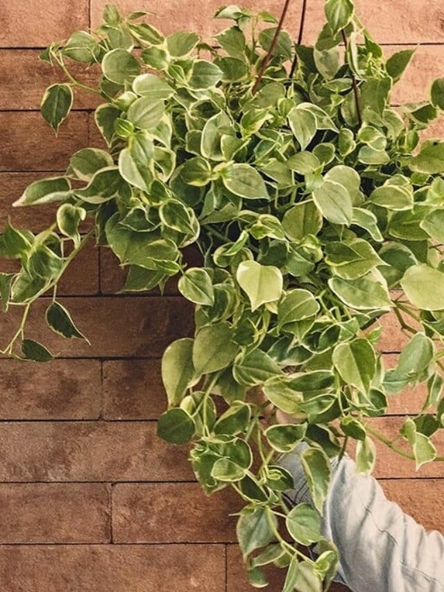 Plantas para Escritório com Ar Condicionado: Como Melhorar o Ambiente e a Produtividade com Plantas Adequadas. 4 cropped-Peperomia-filodendro-planta.jpg
