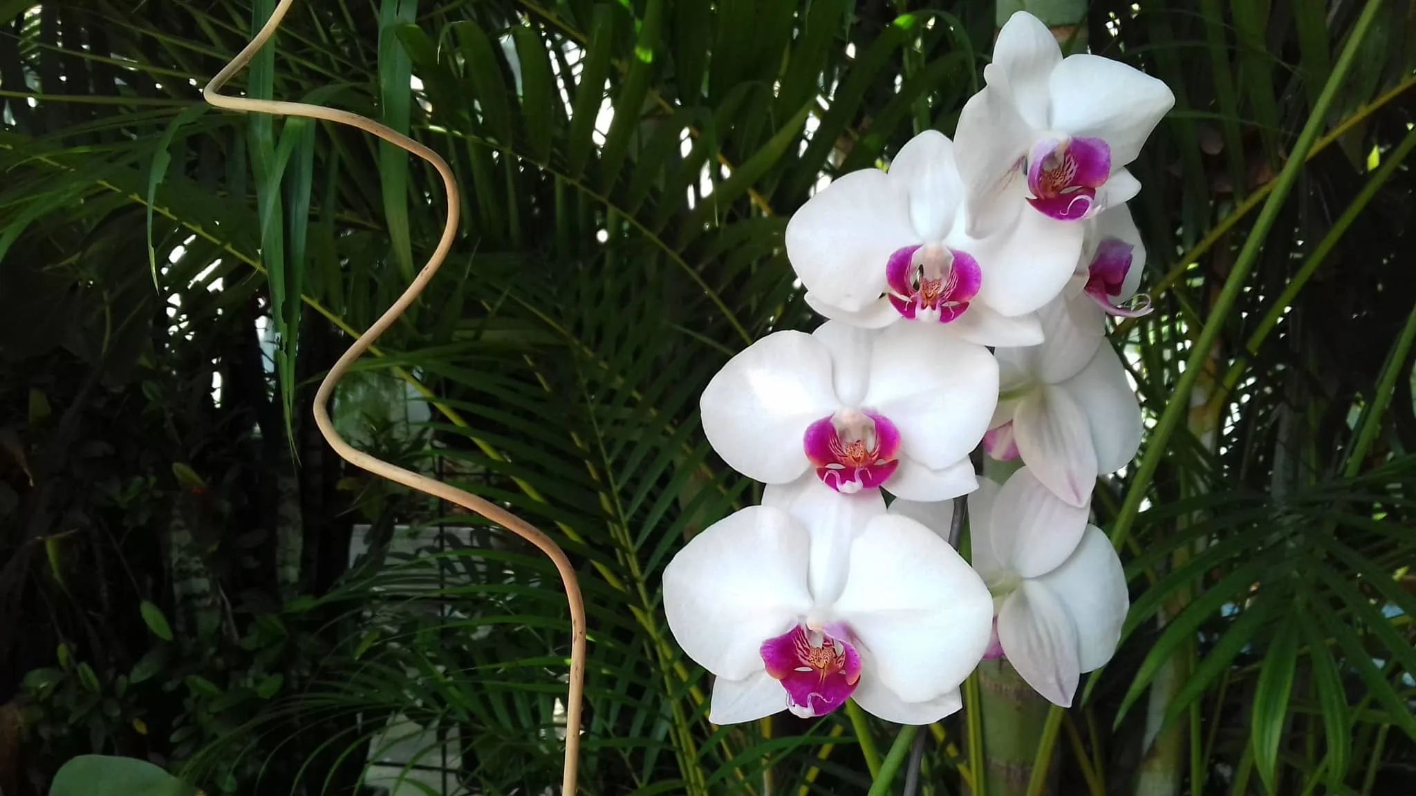 Orquídea Phalaenopsis branca cultivada como planta ornamental