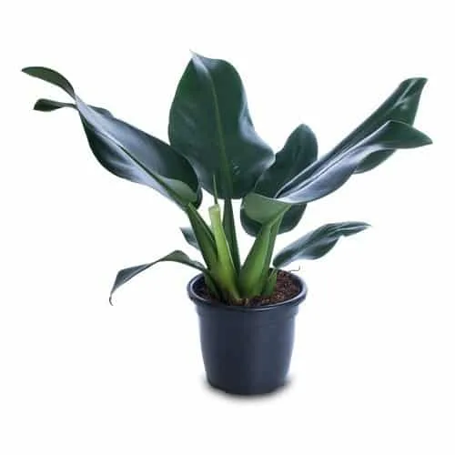 Pacová cultivado em vaso com folhas verdes largas