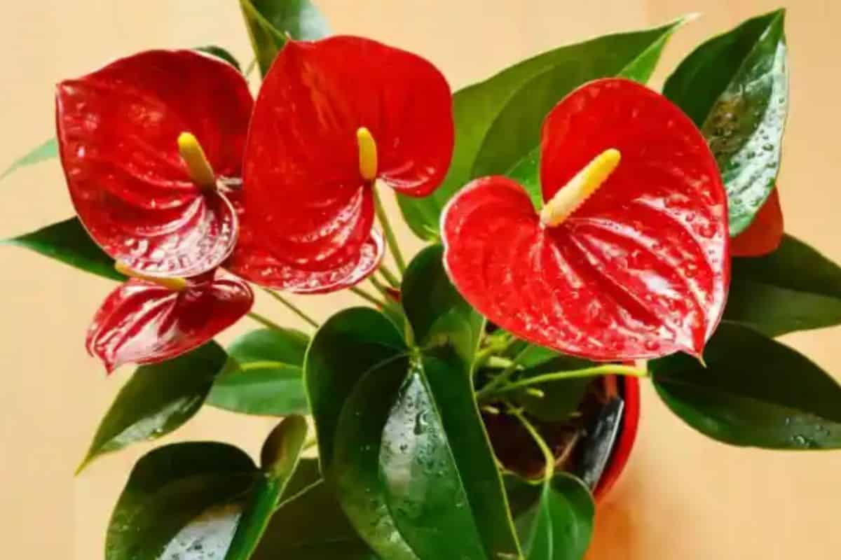 Plantas Tóxicas para Gatos - 13 Plantas Venosas para seu Pet! 4 Plantas Tóxicas para Gatos - 13 Plantas Venosas para seu Pet!