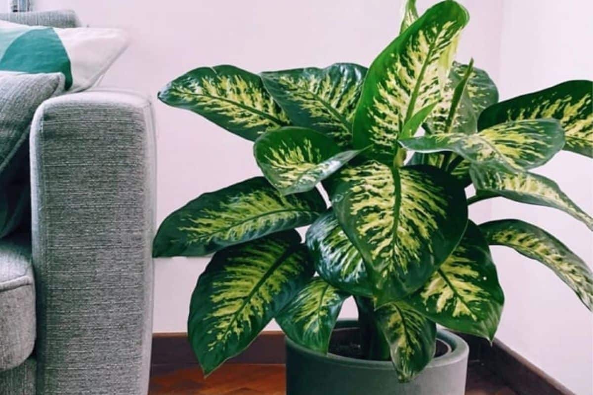 Plantas Tóxicas para Gatos - 13 Plantas Venosas para seu Pet! 2 Plantas Tóxicas para Gatos - 13 Plantas Venosas para seu Pet!