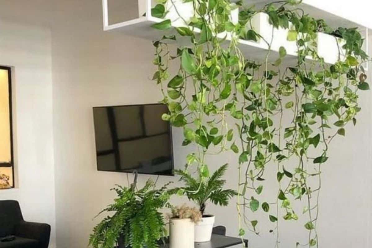 Plantas que Sobrevivem em Locais Escuros: Variedades para Ambientes com Pouca Luz! 26 Plantas Venenosas - 13 Plantas Tóxicas para Gatos!