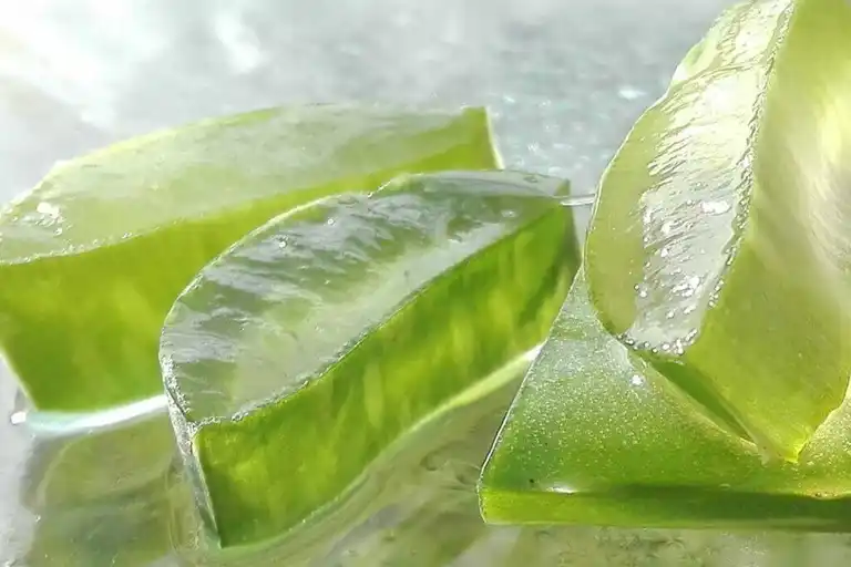 Aloe vera babosa Aloe vera babosa