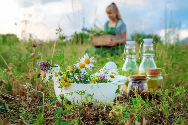 plantas medicinais para cultivar em casa plantas medicinais para cultivar em casa