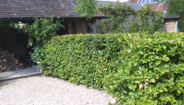 Cerca viva: Beleza e Privacidade para sua casa! Cerca viva: Beleza e Privacidade para sua casa!