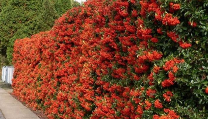 Cerca viva: Beleza e Privacidade para sua casa! Cerca viva: Beleza e Privacidade para sua casa!