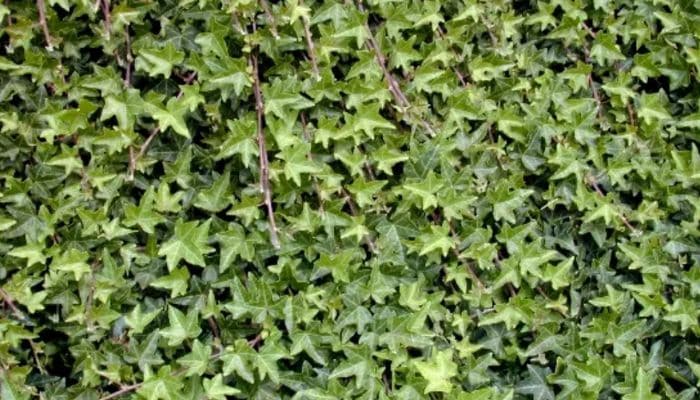 Cerca viva: Beleza e Privacidade para sua casa! Cerca viva: Beleza e Privacidade para sua casa!