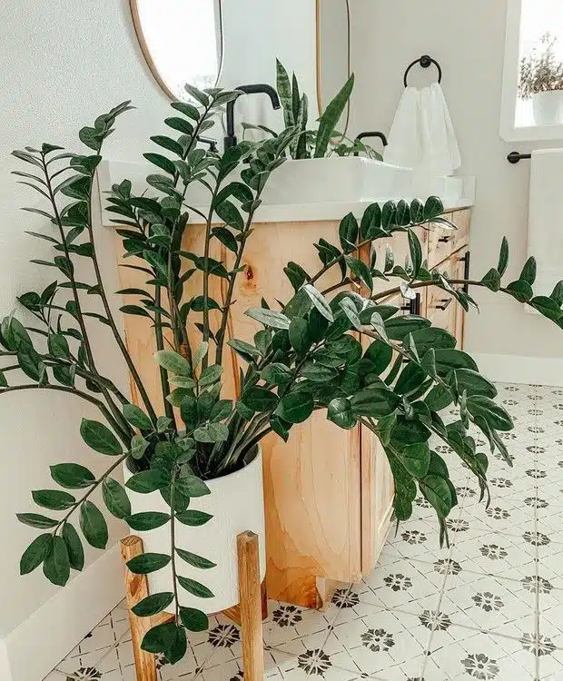 Zamioculca na decoração de banheiro Zamioculca grande em vaso decorando banheiro iluminado