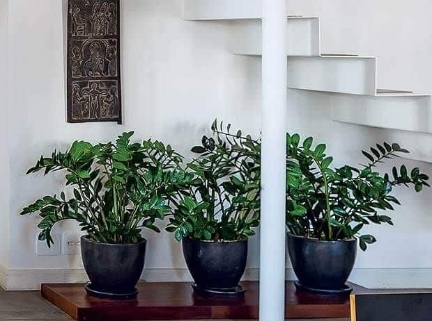As 5 melhores plantas para se ter e cuidar dentro de casa: descubra segredos para transformar seu ambiente! Zamioculcas