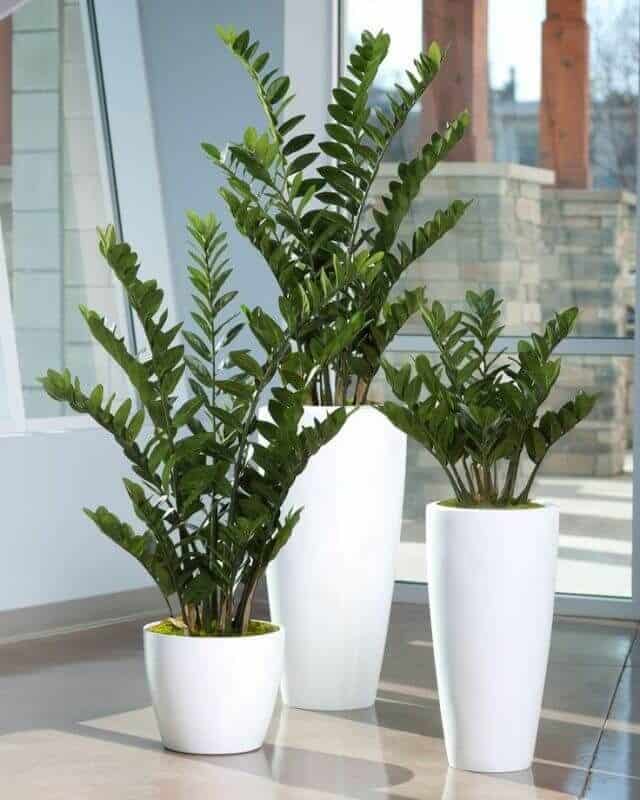 Zamioculcas