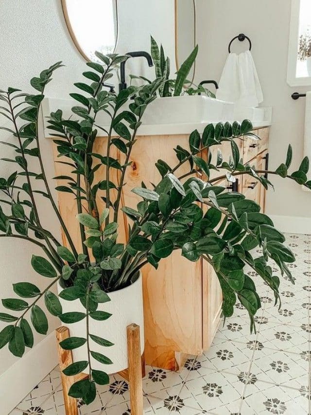 Zamioculca – 3 segredos desta ótima planta para decoração.