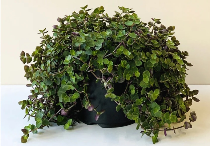 Dinheiro em Penca - A planta que te deixa milionário! Dinheiro em Penca - A planta que te deixa milionário!