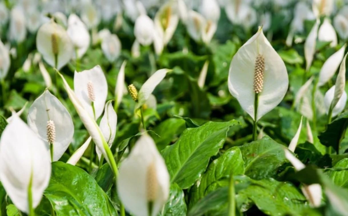 As 5 Plantas Mais Resistentes para Varandas em 2023. 5 flor lirio da paz
